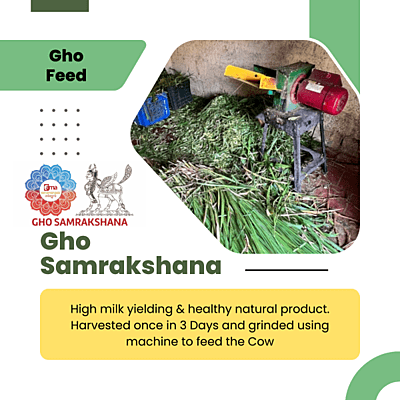 Special Grass for Gho Feed - 3 Days