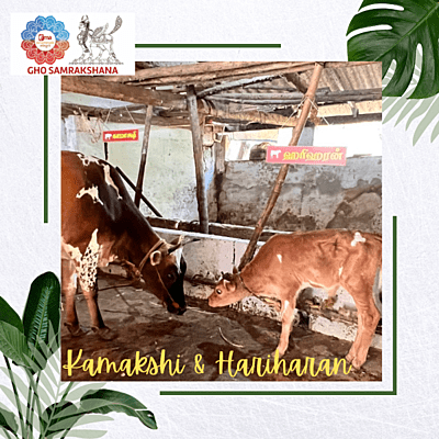 Gho Samrakshana ( Food & Maintenance ) - KAMAKSHI & HARIHARAN