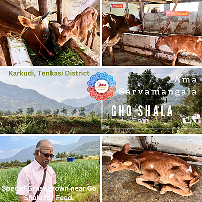 Feed for Gho ( Cow ) - KAMAKSHI & HARIHARAN